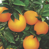 naranjas - historia, produccion, comercio