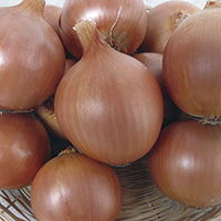 onions - history, production, trade