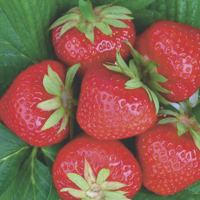 strawberries - history, production, trade
