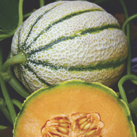Melonen - Geschichte, Produktion, Handel