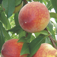 peaches - history, production, trade